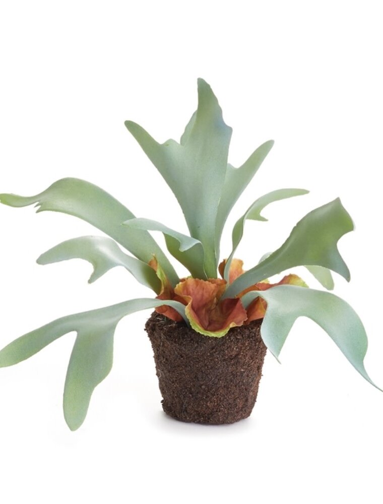 9" Staghorn Fern Drop-in