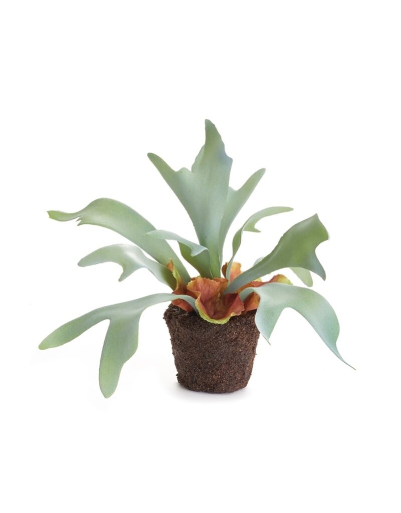 9" Staghorn Fern Drop-in