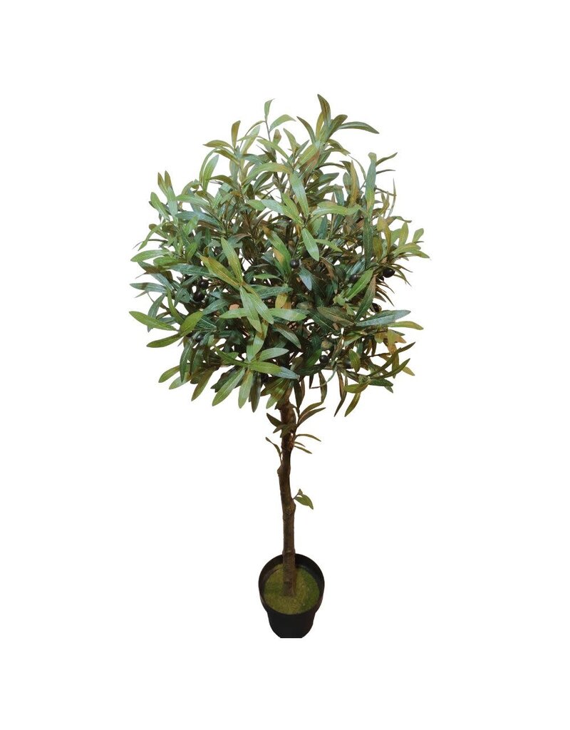 Jes & Gray Olive Tree 55"