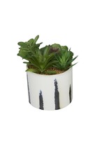 Succulent wit Ceramic Pot,  Style A (EACH)