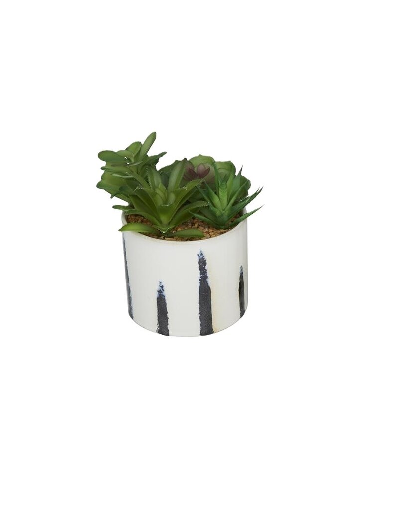 Succulent wit Ceramic Pot,  Style A (EACH)