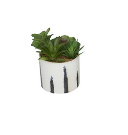 Succulent wit Ceramic Pot,  Style B (EACH)