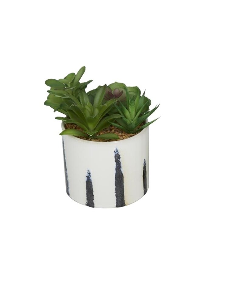 Succulent wit Ceramic Pot,  Style B (EACH)