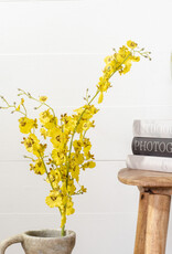 Yellow Dance Orchid