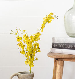 Yellow Dance Orchid