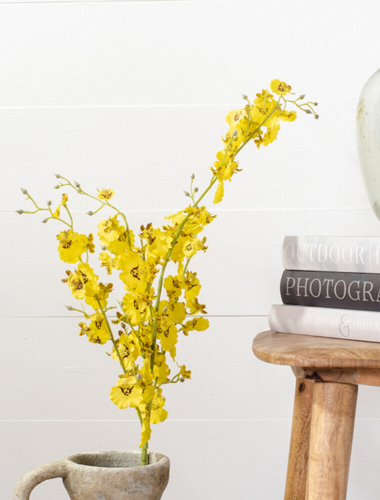Yellow Dance Orchid