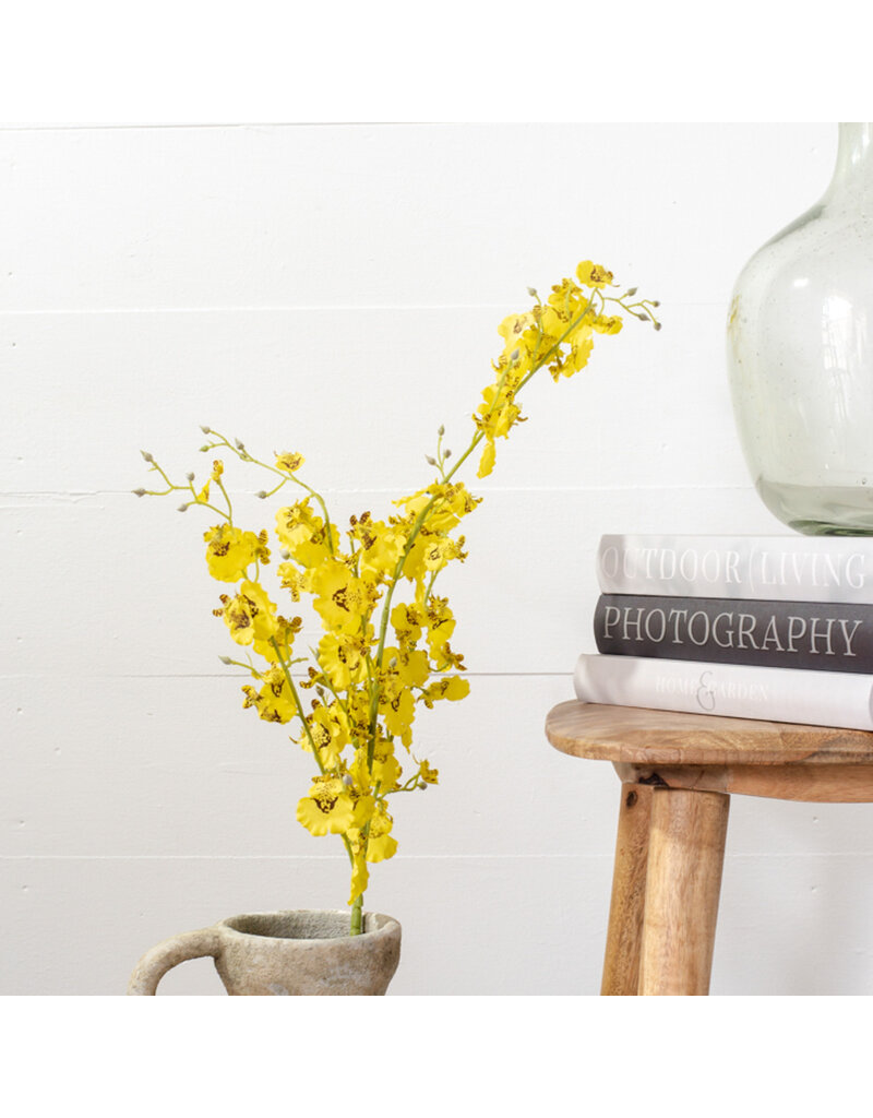 Yellow Dance Orchid