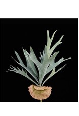 AB Floral 18"L Staghorn Fern Bush