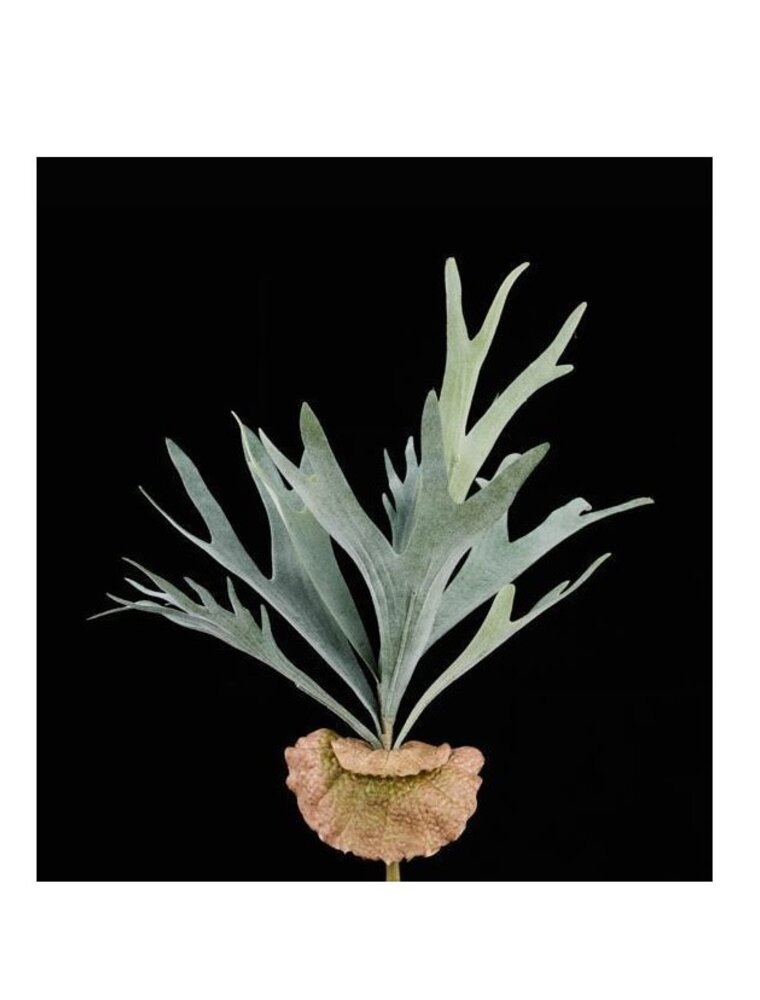 AB Floral 18"L Staghorn Fern Bush