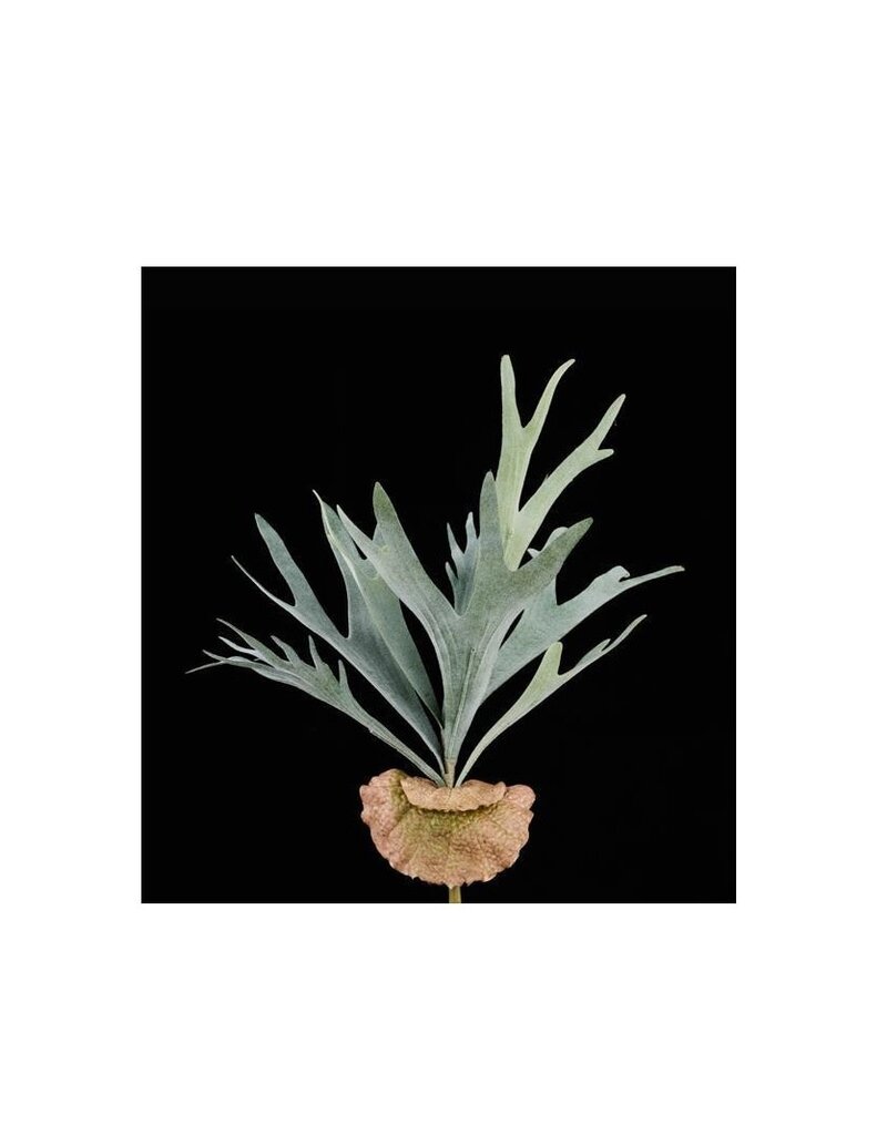 AB Floral 18"L Staghorn Fern Bush
