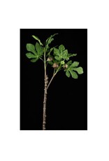 AB Floral 36" Fig Tree Branch w/Figs
