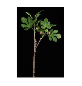 AB Floral 36" Fig Tree Branch w/Figs
