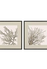 Paragon Taupe Coral, Set of 2