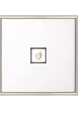Paragon Coral III Shadow Box A