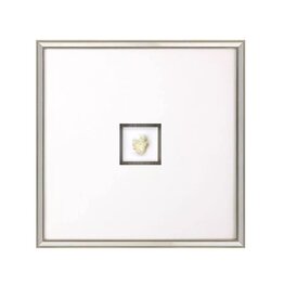 Paragon Coral III Shadow Box A