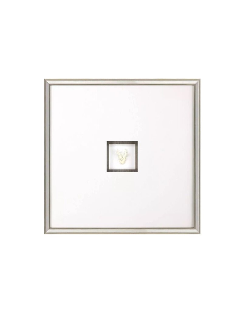 Paragon Coral III Shadow Box B