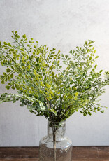 PD Home 17" Medium Coriander Leaf Bush