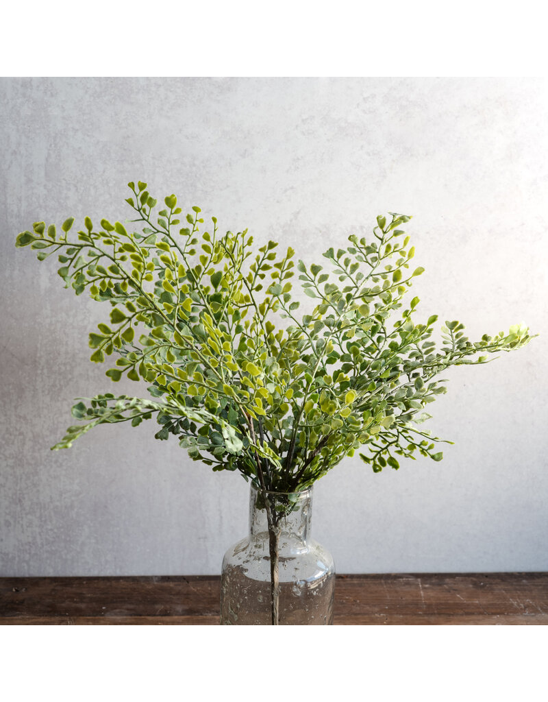 PD Home 17" Medium Coriander Leaf Bush