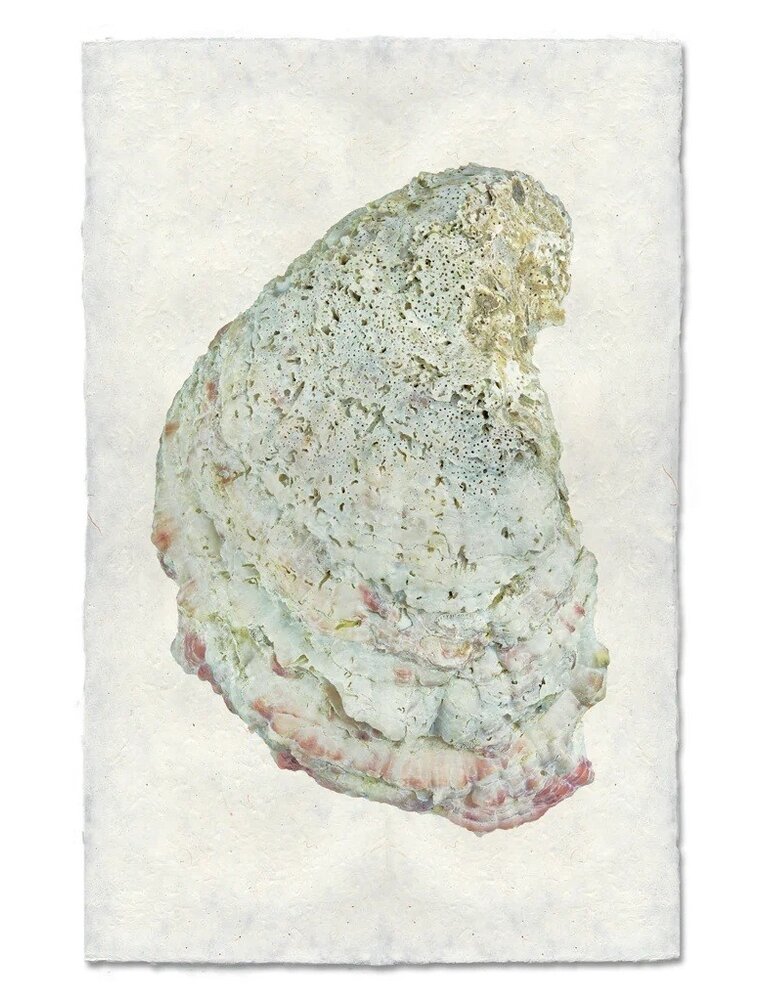 Barloga Studios Oyster Study #4 Print with Gold Magnets, Rope & Steel Hanger