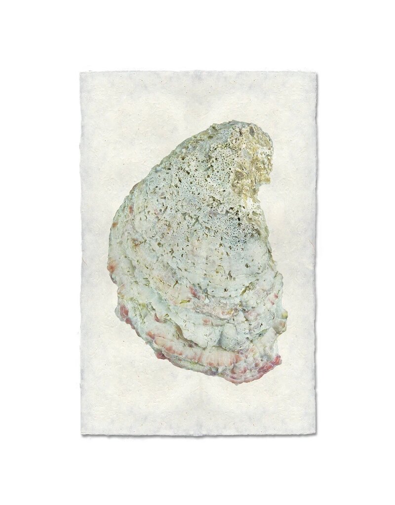 Barloga Studios Oyster Study #4 Print with Gold Magnets, Rope & Steel Hanger