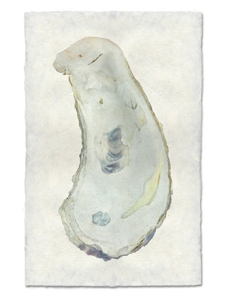 Barloga Studios Oyster Study #1 Print with Gold Magnets, Rope & Steel Hanger