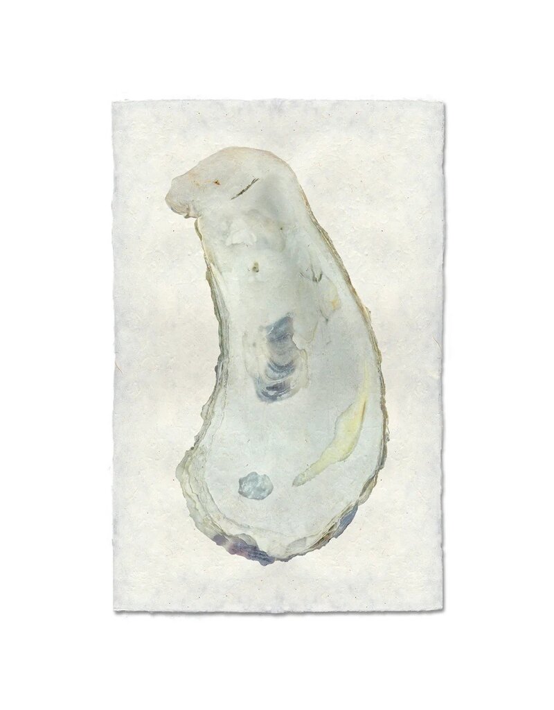 Barloga Studios Oyster Study #1 Print with Gold Magnets, Rope & Steel Hanger