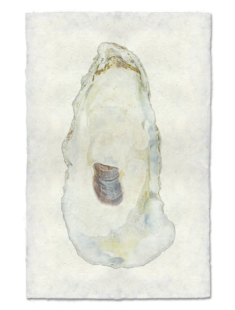 Barloga Studios Oyster Study #11 Print with Gold Magnets, Rope & Steel Hanger
