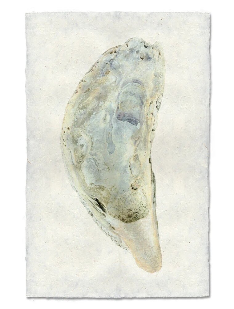 Barloga Studios Oyster Study #5 Print with Gold Magnets, Rope & Steel Hanger