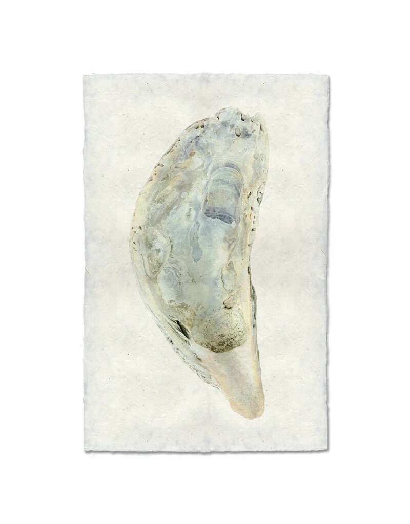 Barloga Studios Oyster Study #5 Print with Gold Magnets, Rope & Steel Hanger