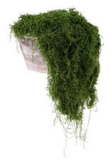 AB Floral 100G Fabric Moss in Bag - Dark Green