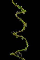 AB Floral 79" Long Moss Vine