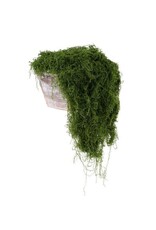 AB Floral 100G Fabric Moss in Bag - Dark Green
