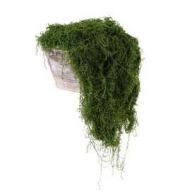 AB Floral 100G Fabric Moss in Bag - Dark Green