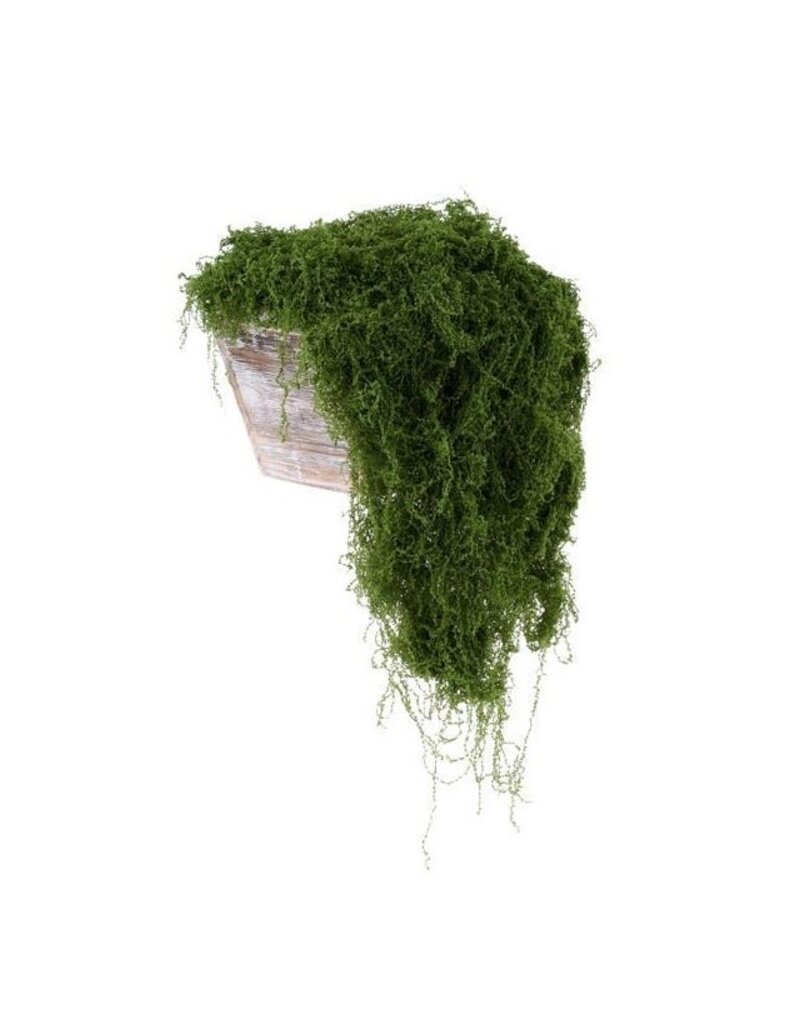 AB Floral 100G Fabric Moss in Bag - Dark Green