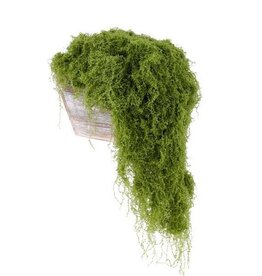 AB Floral 500G Fabric Moss in Bag - Lt Green