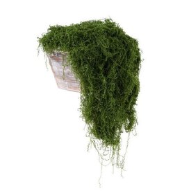 AB Floral 500G Fabric Moss in Bag - Dark Green