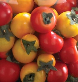 Box of 30 Mixed Color Mini Tomatoes
