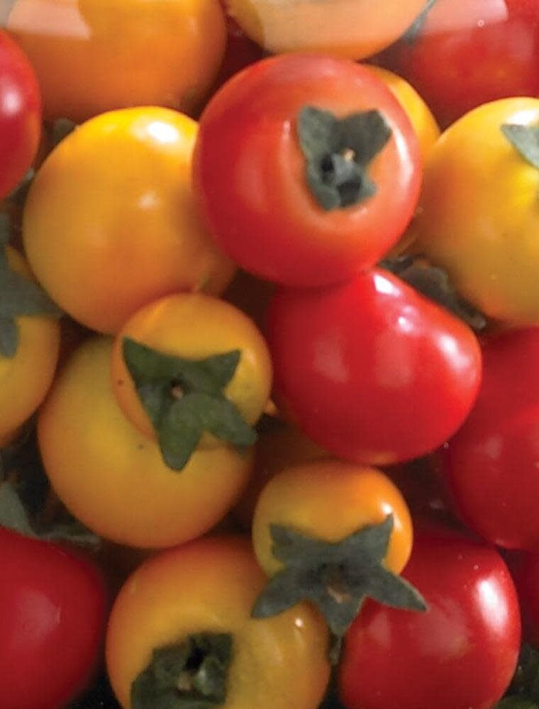 Box of 30 Mixed Color Mini Tomatoes