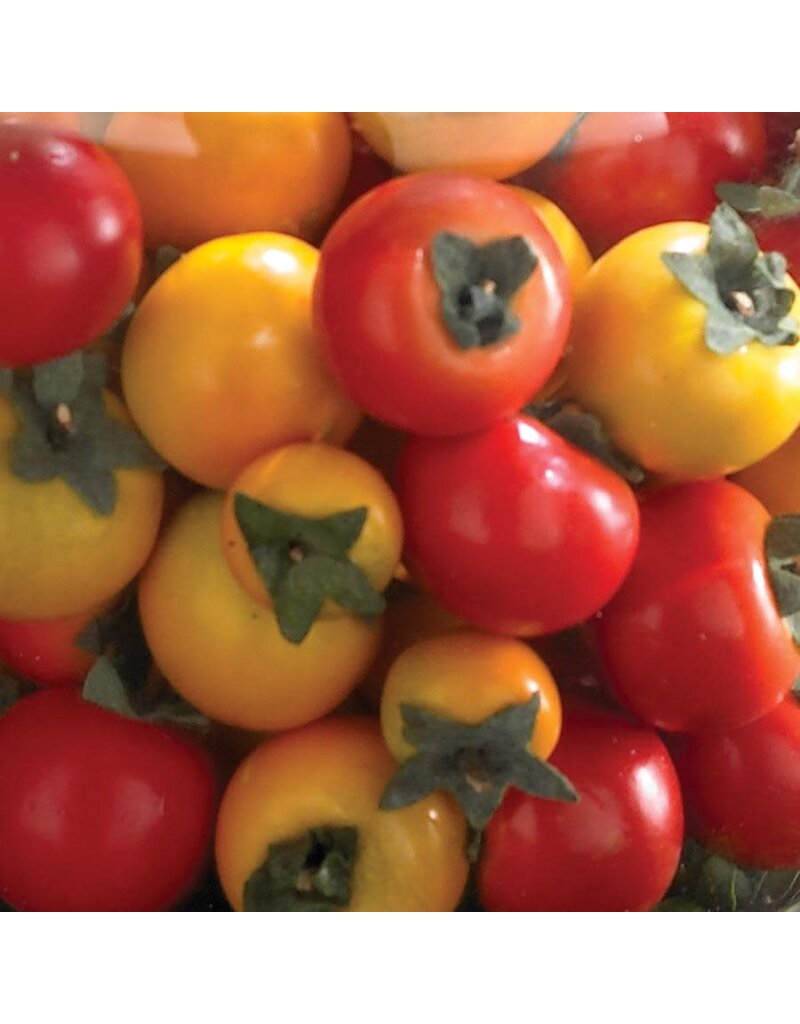Box of 30 Mixed Color Mini Tomatoes