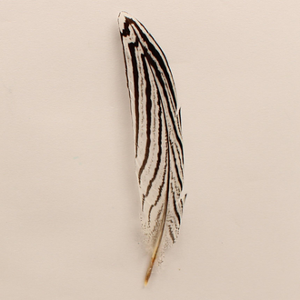 Hat Trim Feather - Black/White