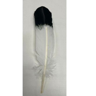 Austin Accent Austin Accent Imitation Eagle Hat Feather - Black And White