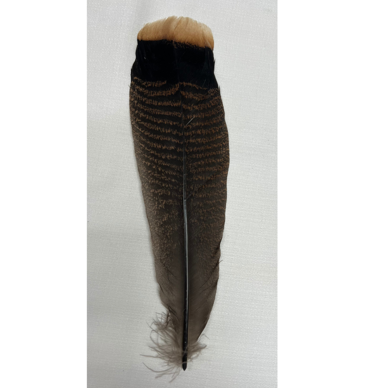 Austin Accent Austin Accent Hat Feather - Natural Brown