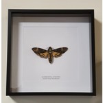 Curated Studios Deaths Head Moth Framed