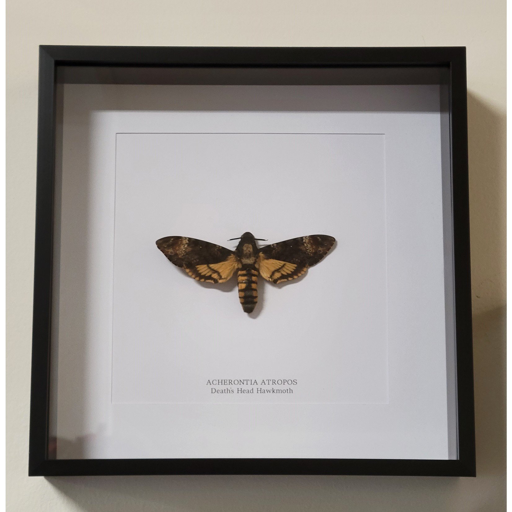 Curated Studios Deaths Head Moth Framed