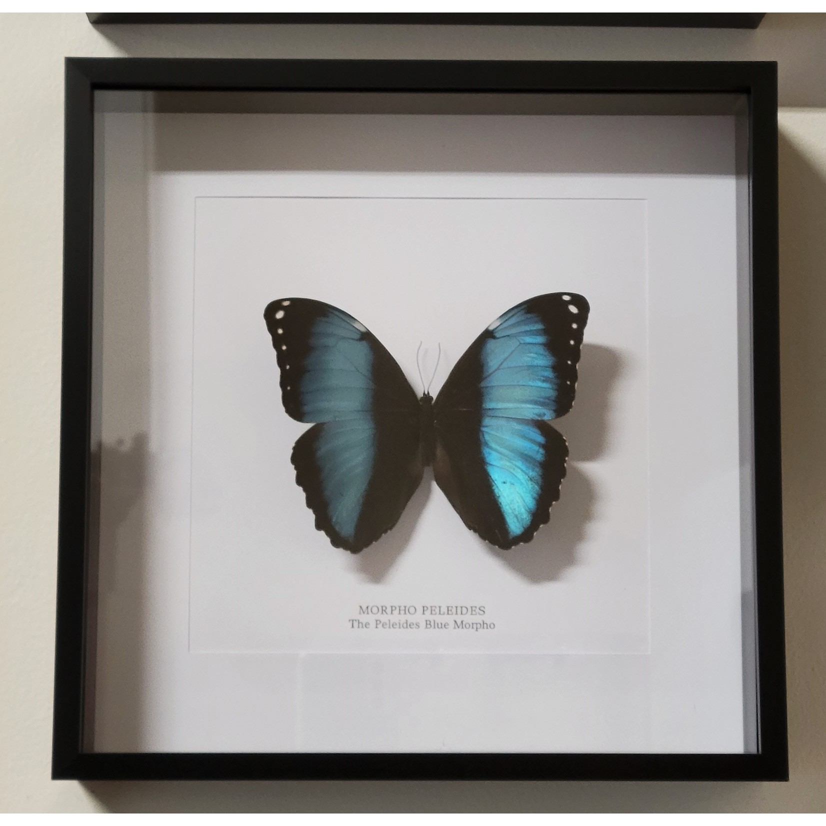 Curated Studios Peleides Blue Morpho Butterfly Framed