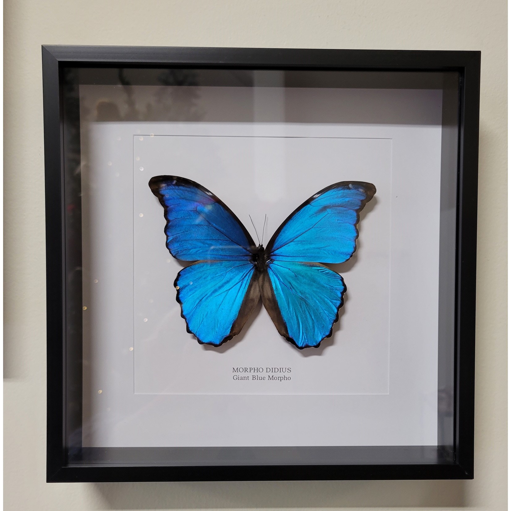 Morpho Didius Butterfly