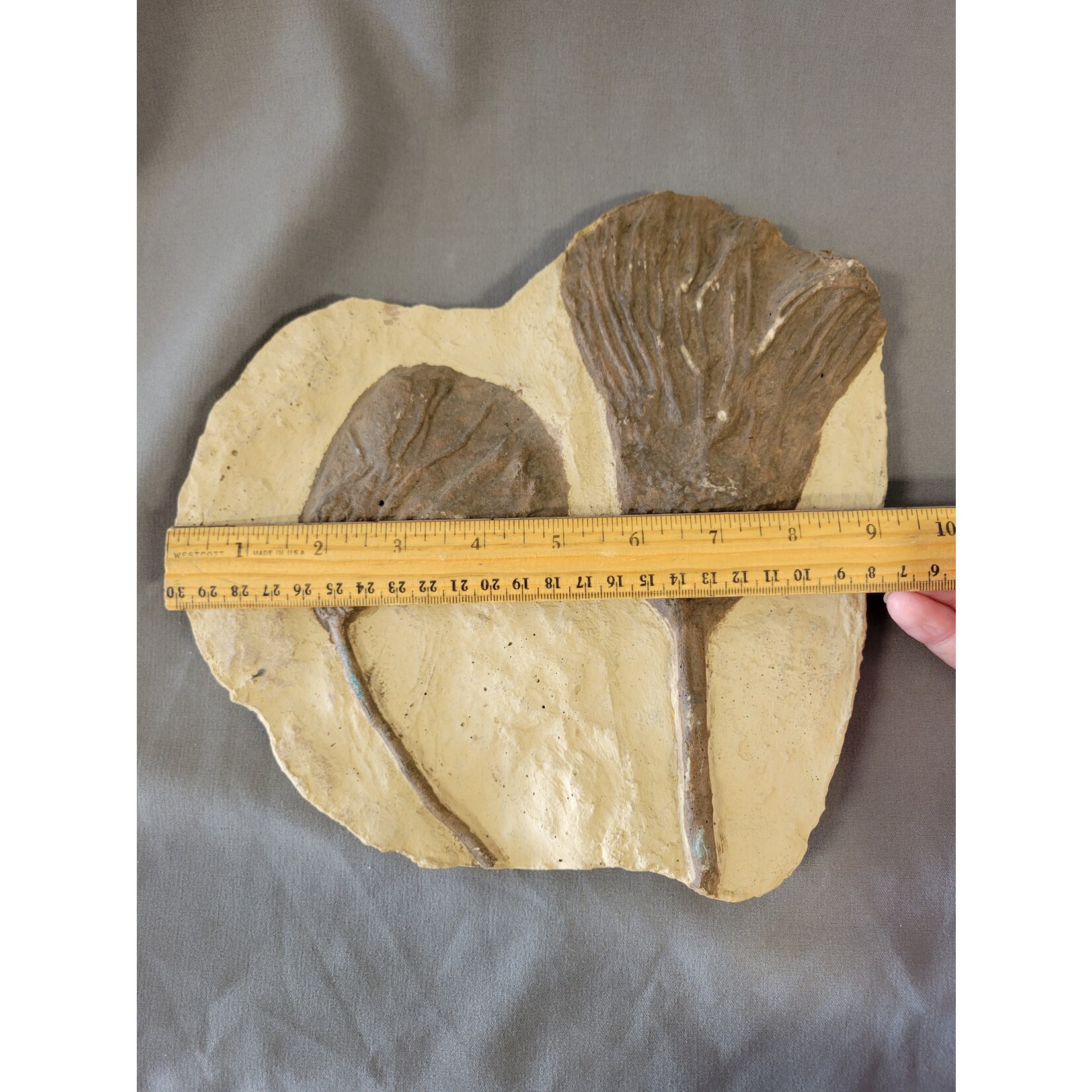Two Crinoid Fossils- 9inches