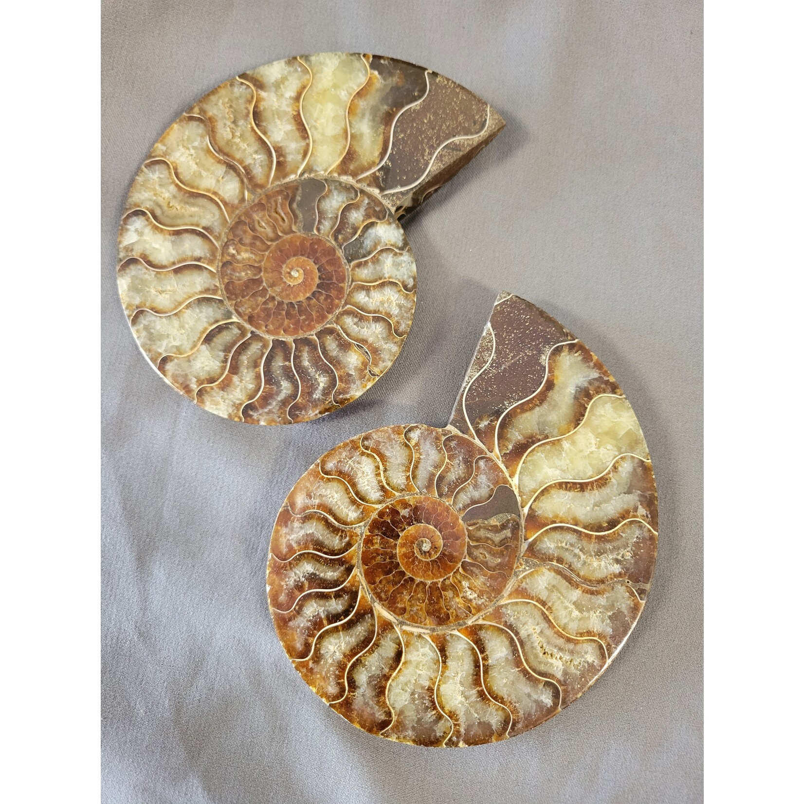 Ammonite  Pair 5.5in