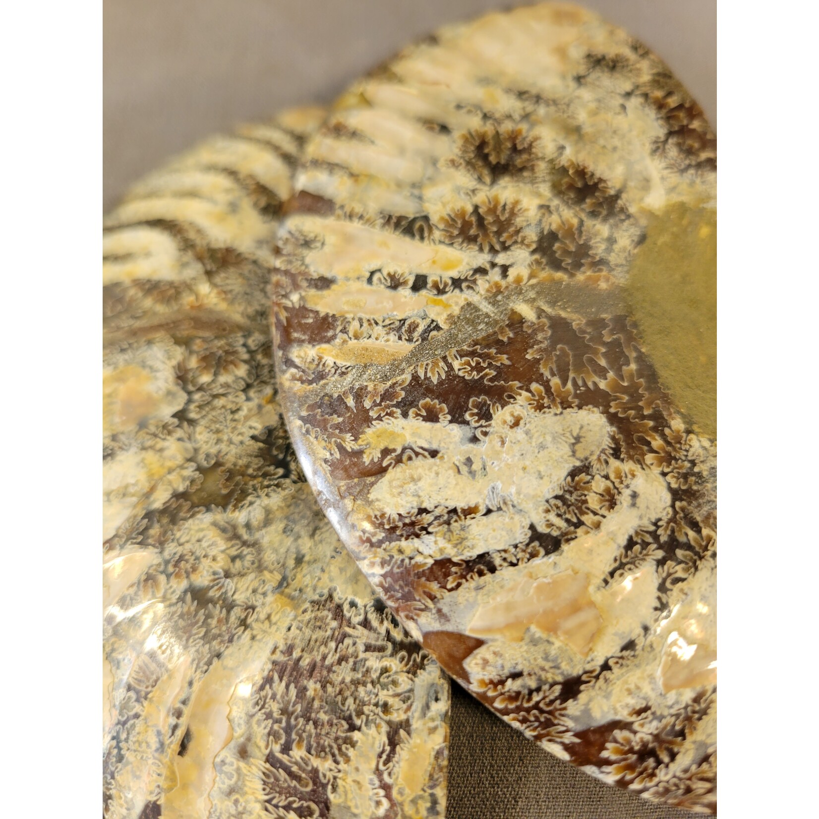 Ammonite  Pair 5.5in