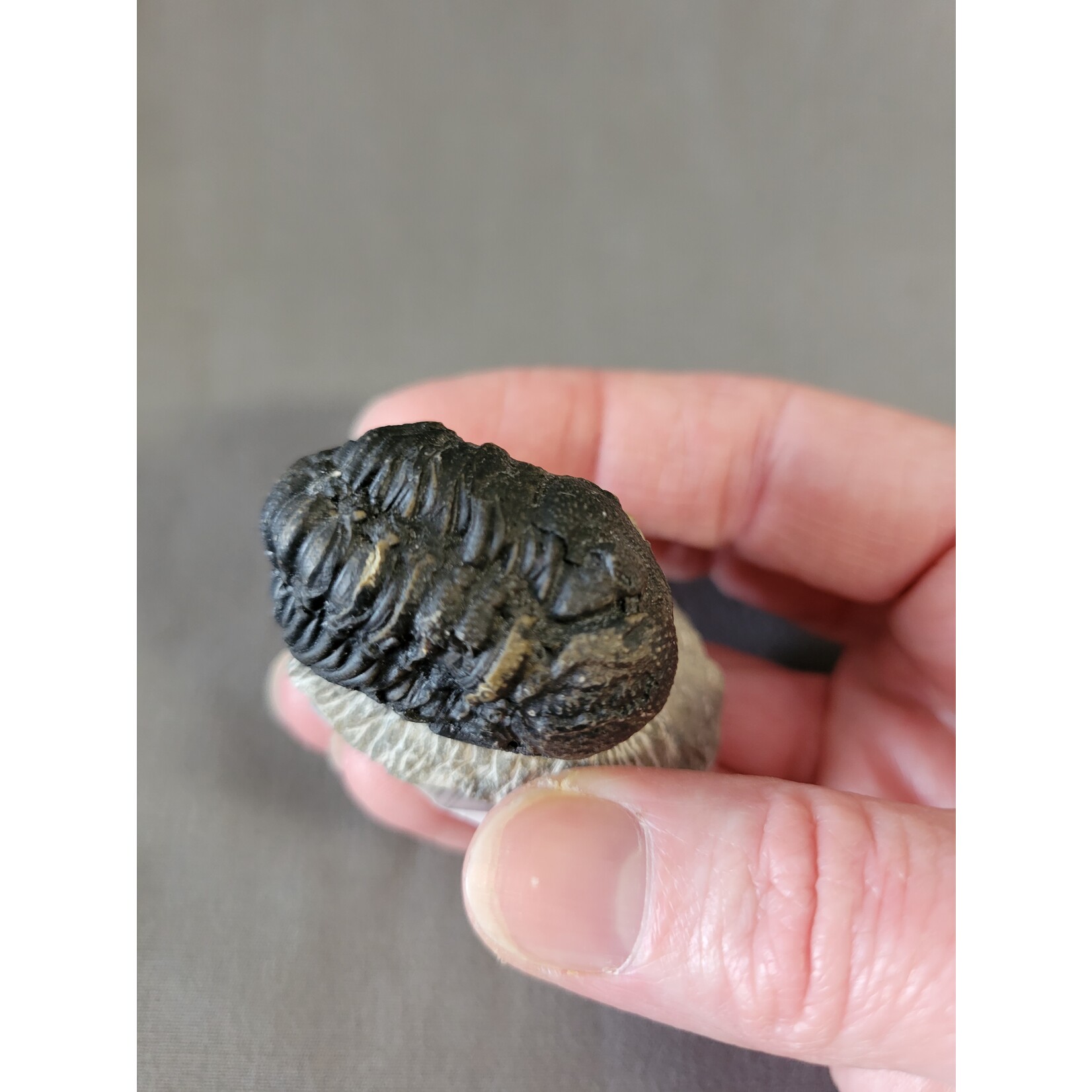Village Silversmith Black Stone Trilobite